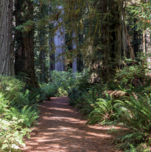 day hikes redwood national park